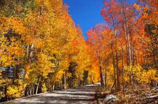 Aspens along North Lake road-0266